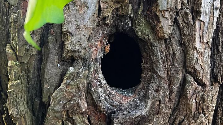 Große Höhlung im Stamm eines alten Baums