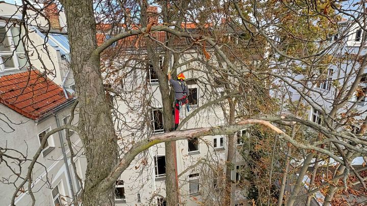 Baumpfleger von Holz Gade in Seilklettertechnik in der Krone eines Hofbaums zwischen Berliner Altbauten, vorne ein abgebrochener Ast