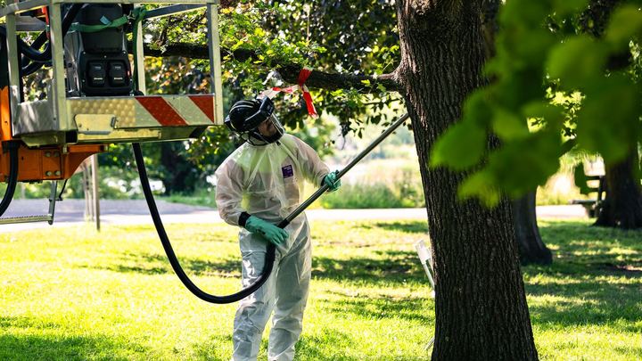 Mitarbeiter von Holz Gade in Schutzanzug und Atemschutzhelm saugt mit einem Teleskoprohr Nester an einem abgesperrten Eichenast ab, der Saugschlauch führt zum Gerät im Korb der Hubarbeitsbühne
