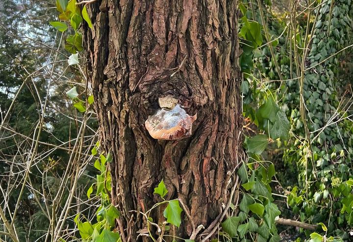 Ökologische Baubegleitung bei Holz Gade