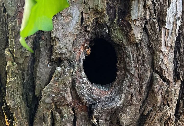 Baumkontrolle & Gutachten bei Holz Gade