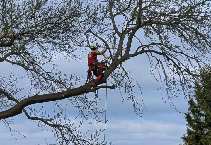 Baumpflege & Kronensicherung bei Holz Gade