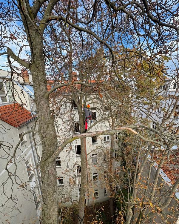 Baumpfleger von Holz Gade in Seilklettertechnik in der Krone eines Hofbaums zwischen Berliner Altbauten