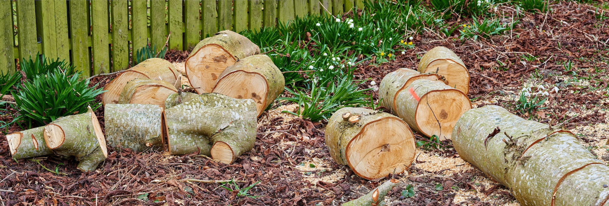Firewood of chestnut tree. Chestnut tree - very fine firewood. Clearing up the garden.