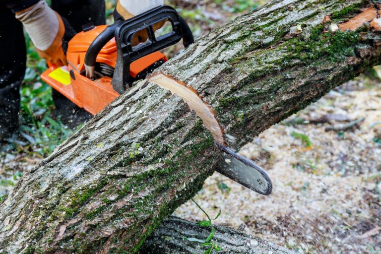 In the aftermath of a hurricane, a tree fell in the broke a tree with a was cut chainsaw